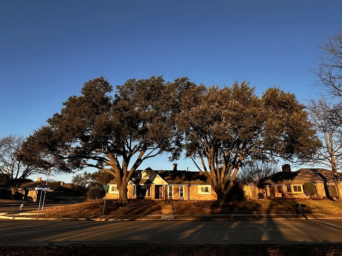 Established residential canopy tree shading a home in West Kill